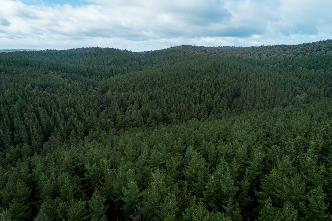 Interior de masa forestal densa