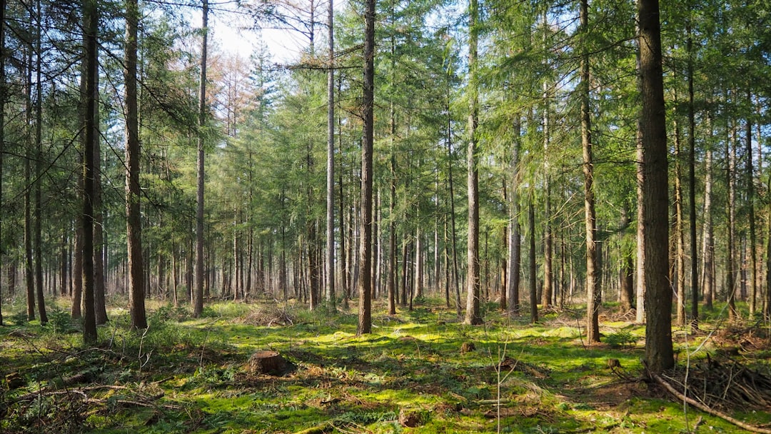 Interior de masa forestal densa